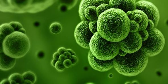 Reacties op VSR standpunt inzake bacteriële reinigers