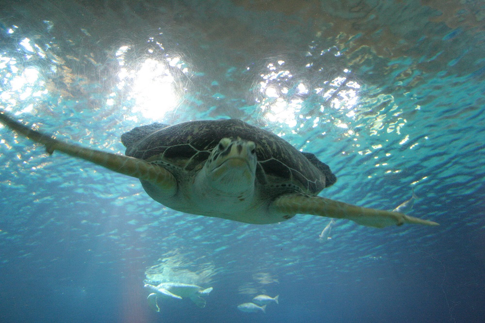 Gom adopteert zeeschildpadden Diergaarde Blijdorp zeeschildpad