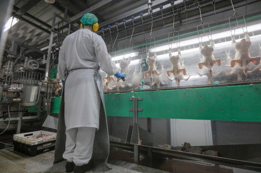 Schoonmaak pluimveeslachthuizen nog niet op orde